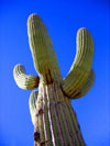 cactus-blue