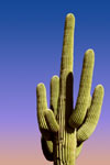 saguaro-cactus